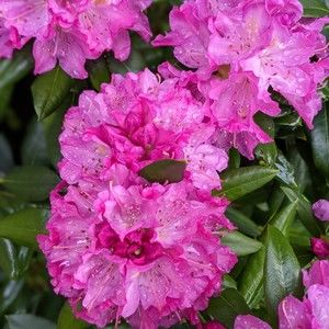 Meet your Posher, Posh